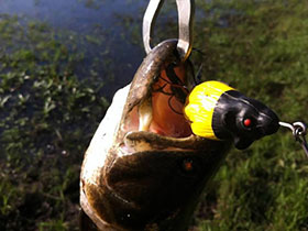 1007_Isca_10.jpg