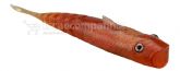 6315_Isca_8.jpg
